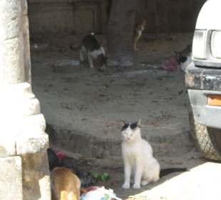 Katzen von Medina