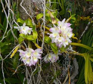 In Pregetter's Orchideengarten