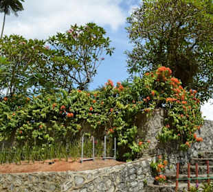 Hibiscus Garten