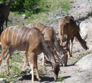 Im Chobe Nationalpark