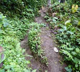 Wanderung durch den Nebelwald/Regenwald