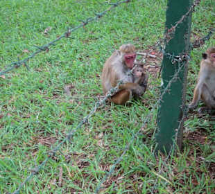 Elefantenreiten Sigiriya