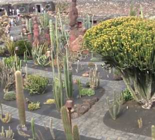 Jardín de Cactus