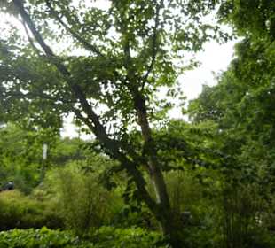 Parkanlage Planten un Blomen