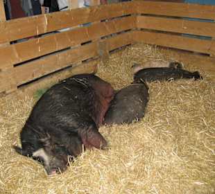 Ach ist das Leben schön . . .