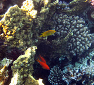 Подводный мир