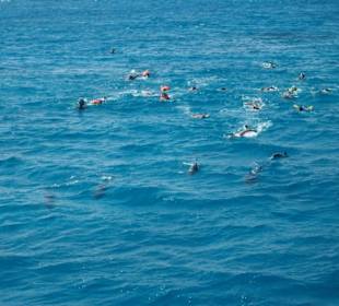 Ein Erlebnis mit den Delfinen zusammen zu sein