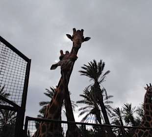 Любопытные жирафы 1