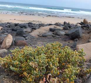 Pflanzen am Strand bei Cofete