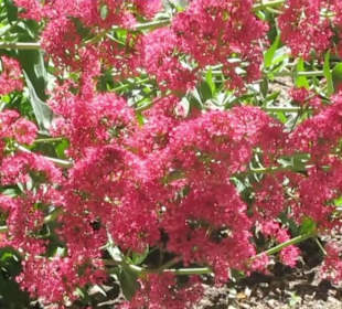 Real Jardín Botánico