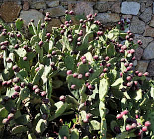 Kakteen an der Cala Liberotto