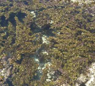 Ausflug Glasbodenboot Diani Beach