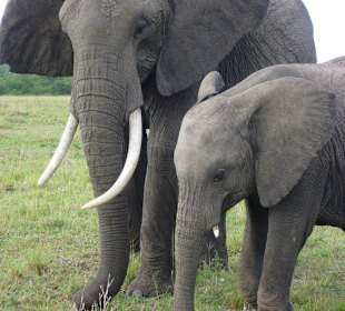Elefanten
