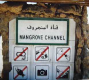 Mangrove Channel