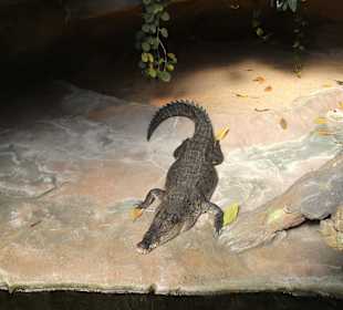 Alligator