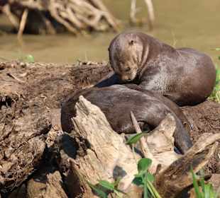 Nationalpark Pantanal