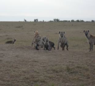Masai Mara Hyänen Safari