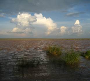 Sumpf- und Seenlandschaft