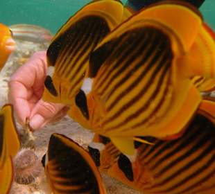 Am Hausriff Hotel Carnelia Beach Resort