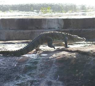 Ein Kroko geht baden