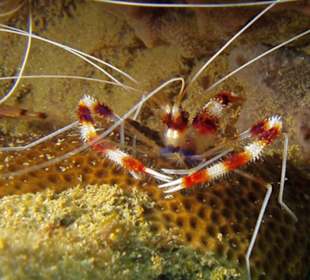 Keine Ahnung was das ist, aber trotzdem schön anzusehen