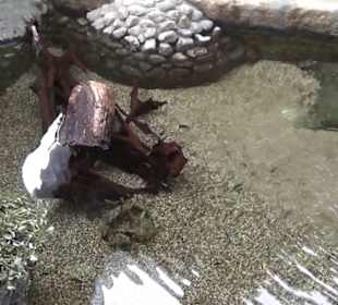 Südamerika Bereich - Südamerikahaus