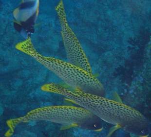 Am Hausriff Dreams Beach Resort & Dreams Vacation Resort