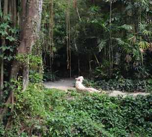 Singapur Zoo