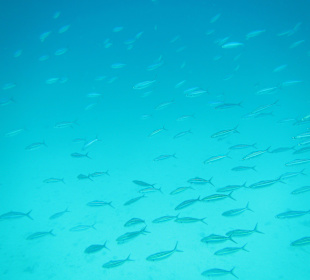 Fisch Schwärme überll