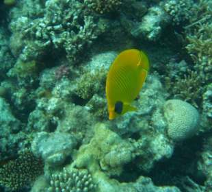 Hausriff Arabia Azur