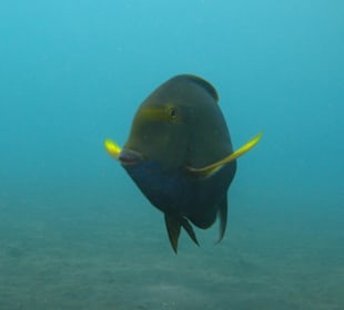 Im Tauchspot der versunkenen Liberty