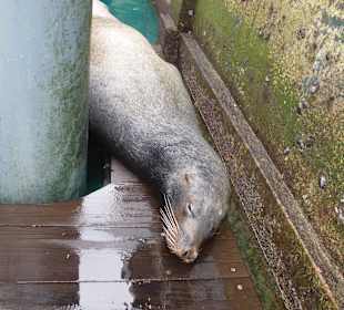 Am Steg schläft eine Seelöwe