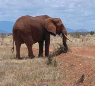 Elefantengarantie gibt es im Tsavo Ost