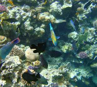 Fischvielfalt  Sharm el Arab Bay