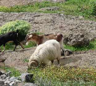 Schafe grasen am Bentayga