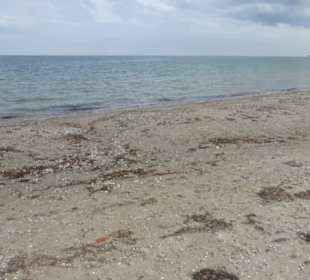 Halbinsel Priwall: Strandwanderung