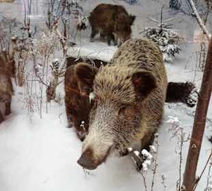 Diorama im Naturkundemuseum Coburg