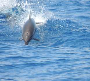 Delfine