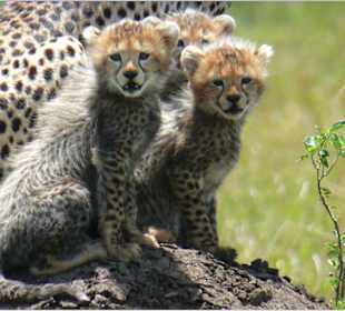 Gepardenkinder