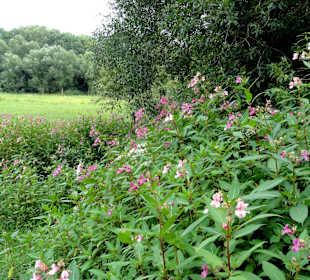 Spaziergang durch das Schönebecker Auetal