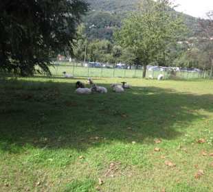 Uferpromenade in Richtung Dongo