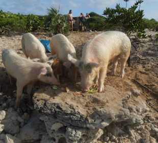 Schweine auf der Insel