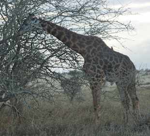 Giraffe Tsavo 