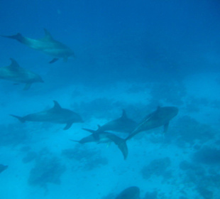 Delfintour- Ein Traum mit Delfinen schnorcheln