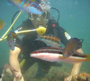 So schwirren die Fische um einem herum