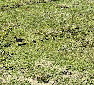 Wandern Norddorf auf Amrum