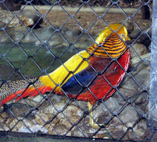 Safaripark Natura Viva im Süden des Gardasees