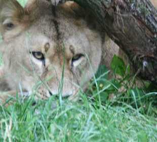 Serengeti Park Hodenhagen