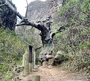 Wandern Puerto de la Cruz