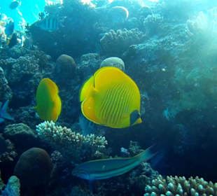 Schnorcheln Makadi Bay